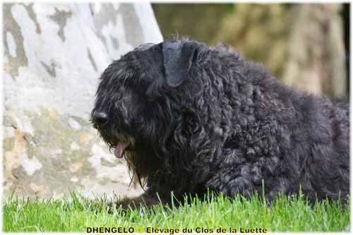 DHENGELO SITE WEB ELEVAGE DU CLOS DE LA LUETTE SPECIALISE POUR LE BOUVIER DES FLANDRES ©